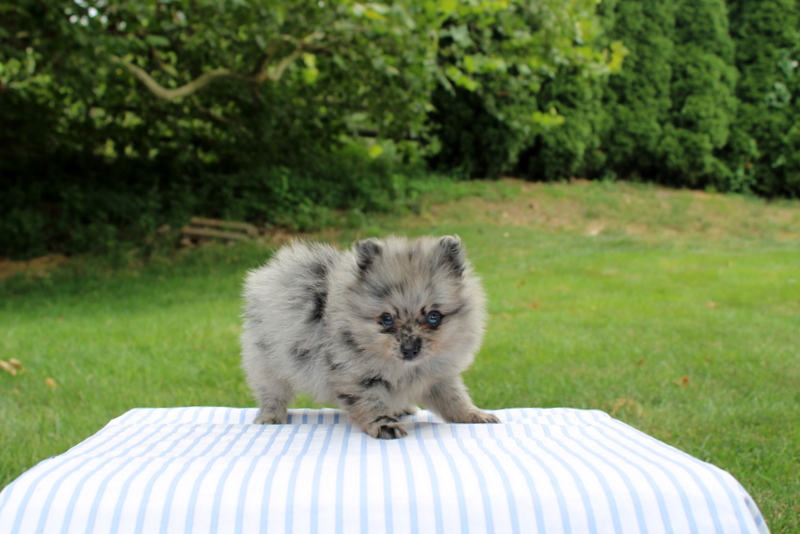 puppy, for, sale, Pomeranian, Matthew B. Stoltzfus, dog, breeder, Gap, PA, dog-breeder, puppy-for-sale, forsale, nearby, find, puppyfind, locator, puppylocator, aca